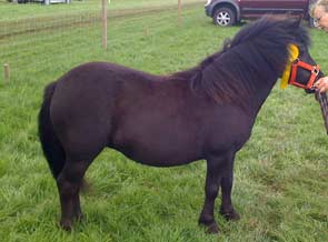 Shetland Ponies For Sale